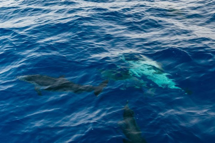 Dolphins swimming under blue ocean water with visible waves on the surface.