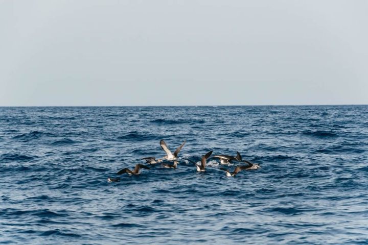 Group of dolphins leaping in the ocean with a clear sky.