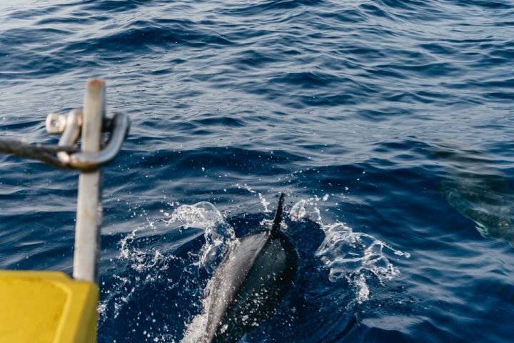 Dolphin swimming near a boat in blue ocean water.