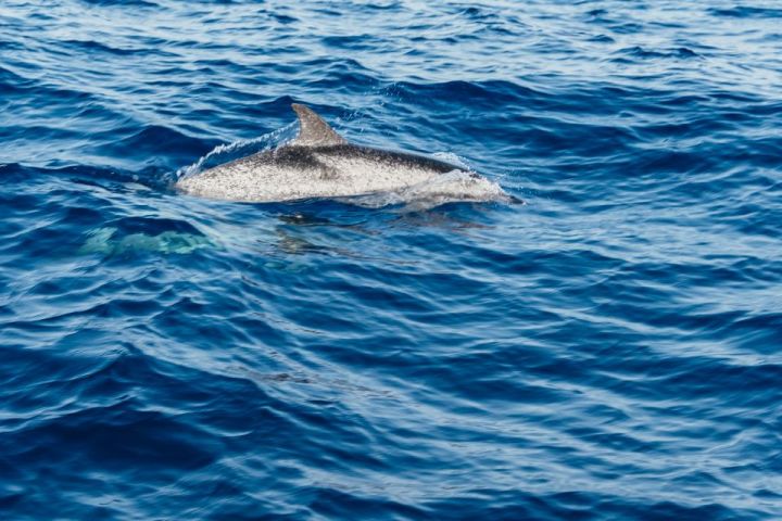 Dolphin swimming near the surface of the ocean.