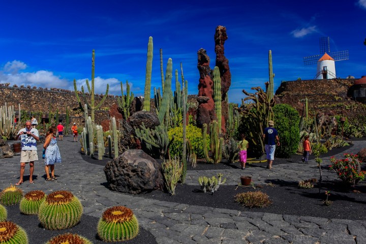 People walking in a cactus garden with a windmill in the background.