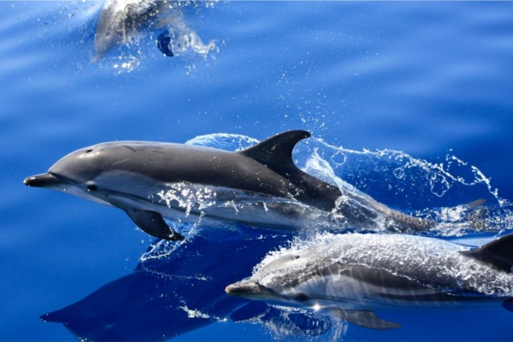 Three dolphins swimming and leaping in clear blue water with splashes around them.