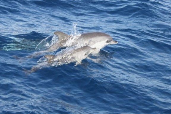 Two dolphins swimming in deep blue ocean water with splashes around them.