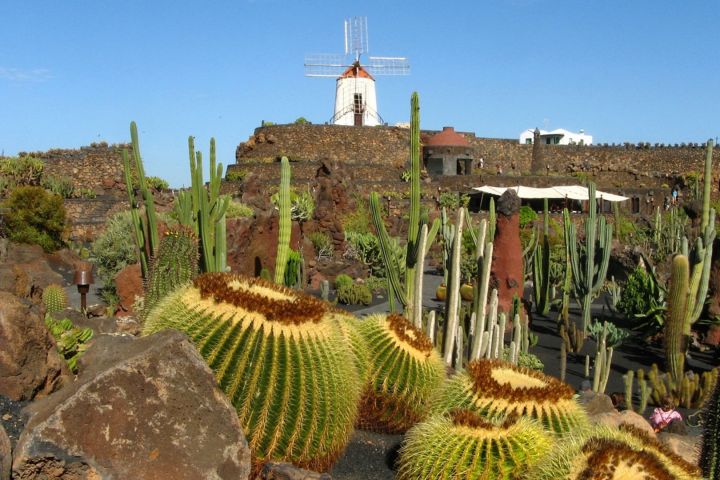 Cactus garden with large round cacti and a white windmill in the background under a clear blue sky.