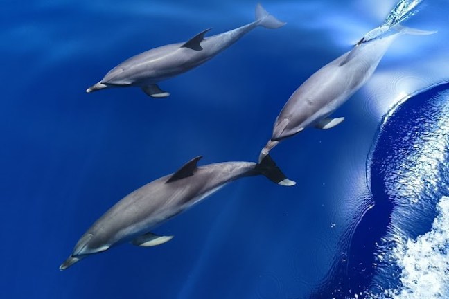 Three dolphins swimming alongside a boat in clear blue water.