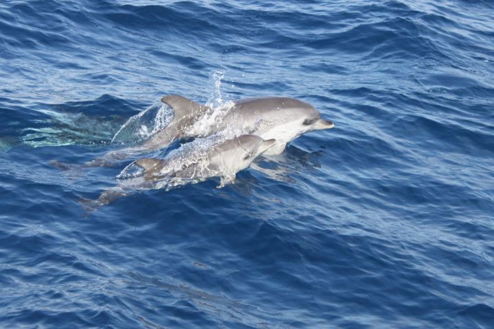 Two dolphins swimming together in blue ocean water.
