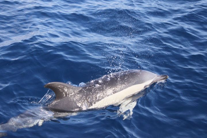 Dolphin swimming in clear blue ocean water with ripples.